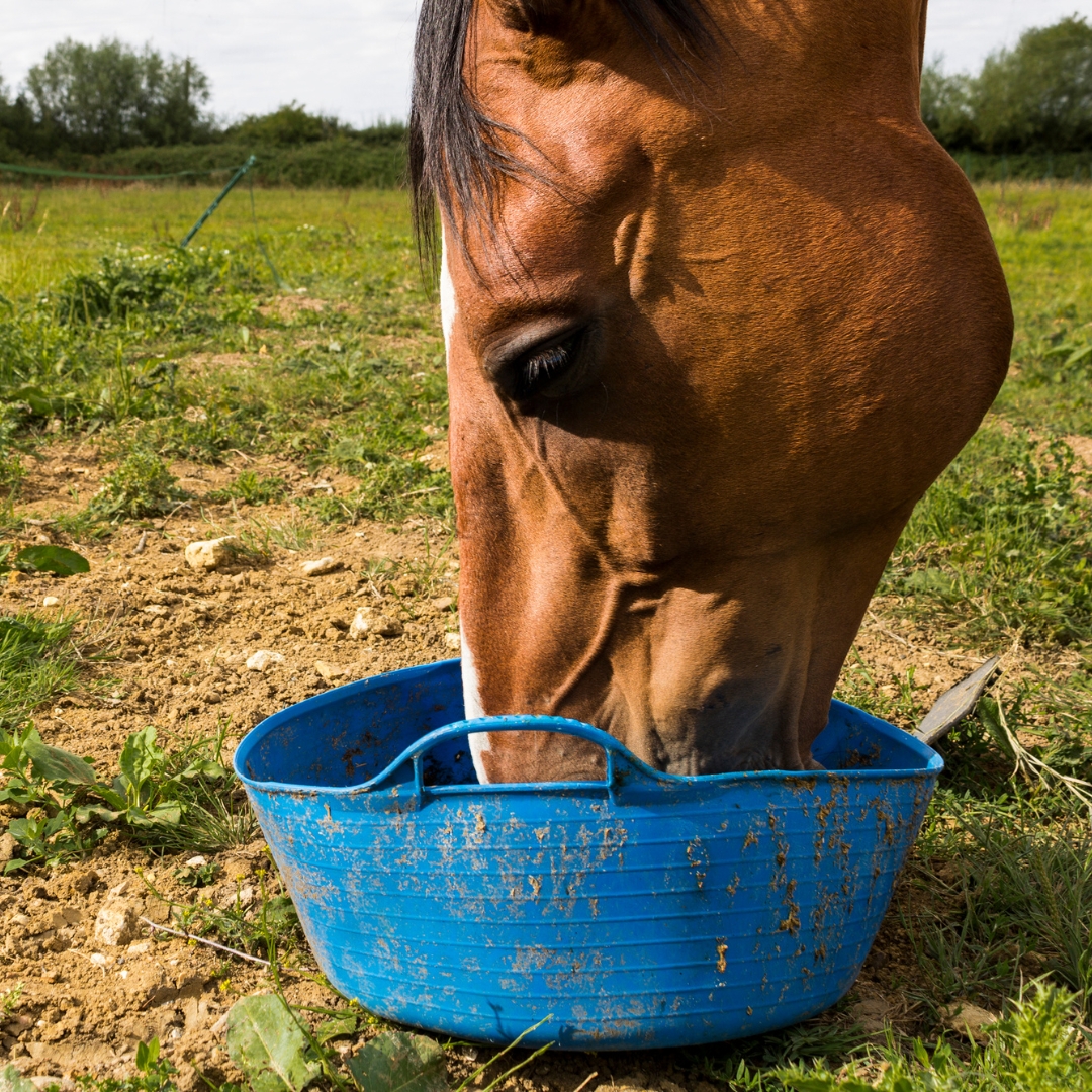 commercial-equine-feeds