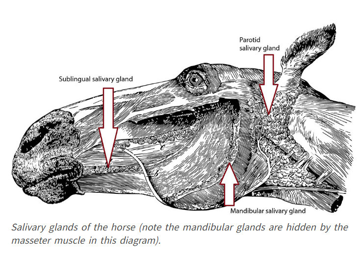 Salivary glands of the horse's head as it relates to the digestive anatomy