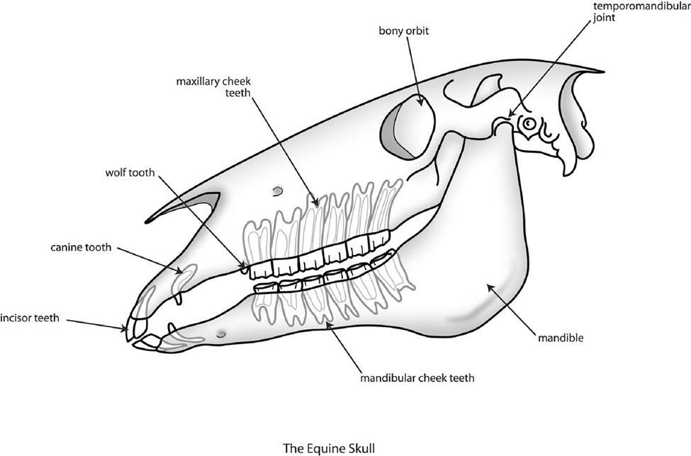 A diagram of the equine skull as it relates to the equine digestive anatomy