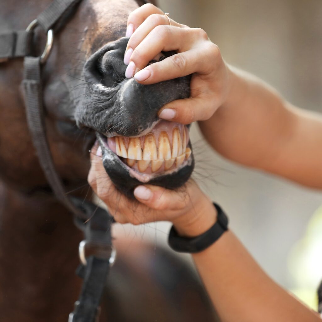 the-equine-mouth-digestive-anatomy