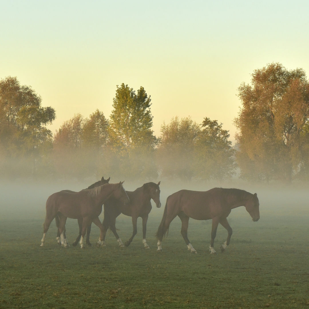 creating-good-pasture-for-your-herd