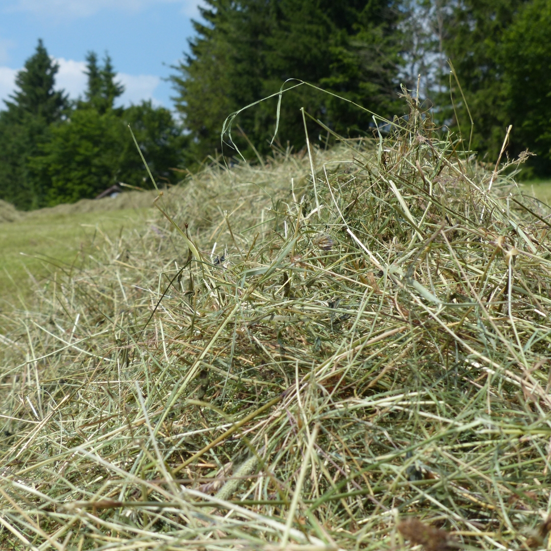 difference-between-hay-cuts