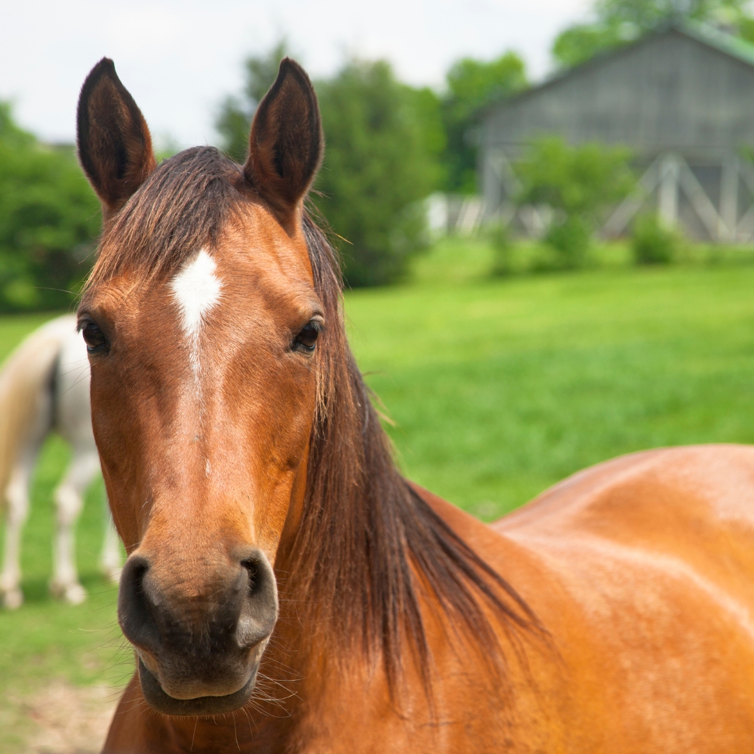 equine-body-score-misconceptions