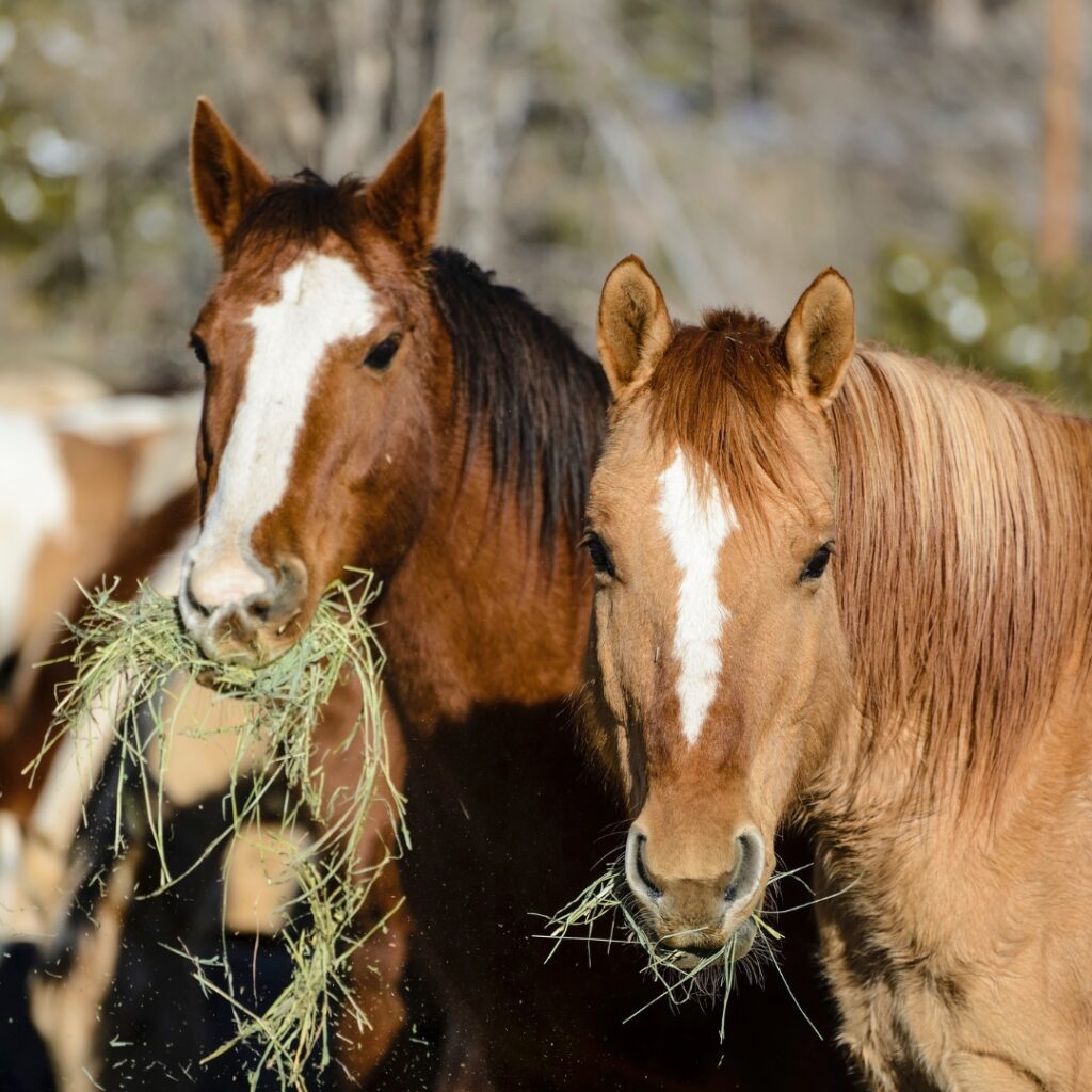 equine-metabolic-syndrome