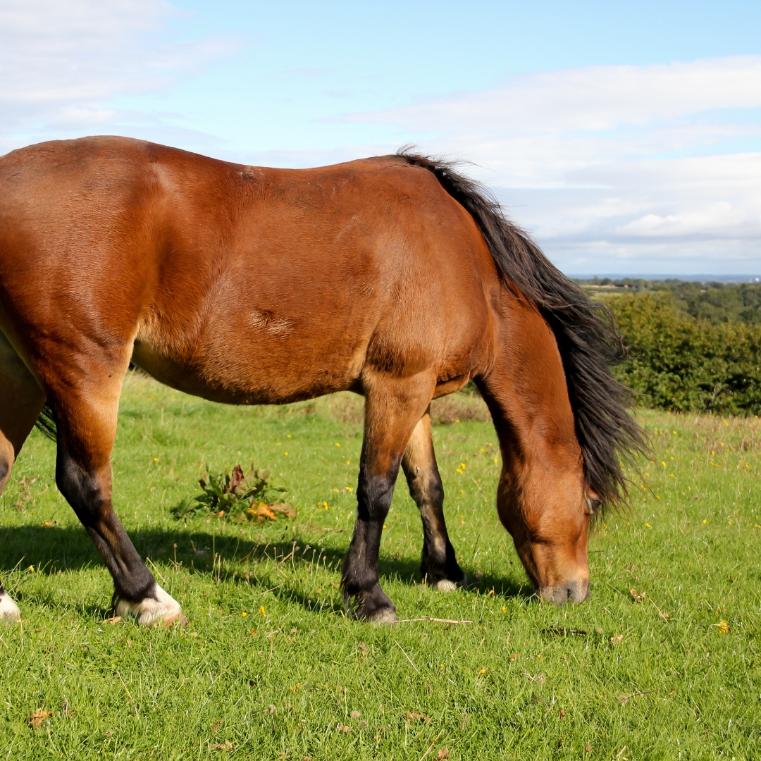 equine-obesity-epidemic