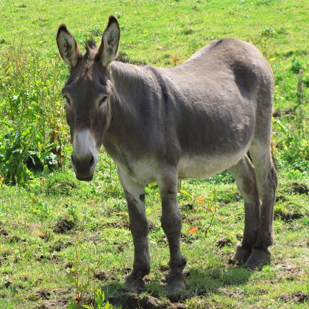 nutritional-considerations-for-donkeys