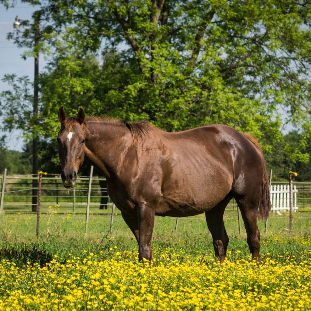 nutritional-considerations-for-the-broodmare