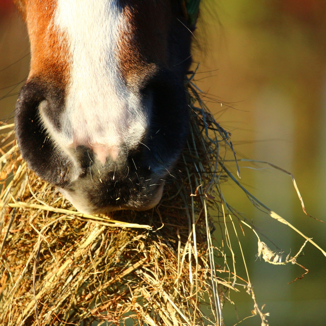 soaking-hay-to-reduce-nsc-content