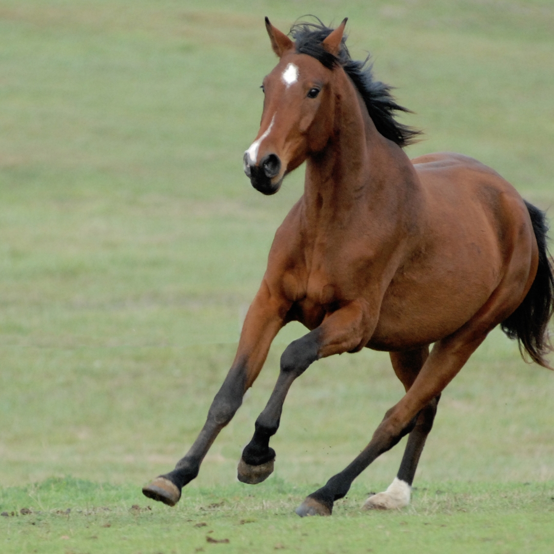 supplementing-probiotics-for-gut-health