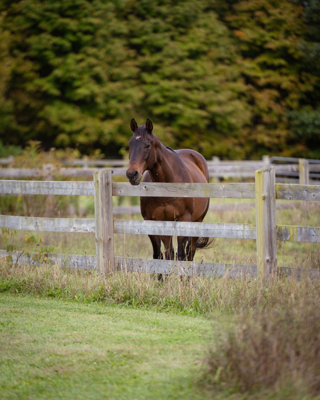 senior horse