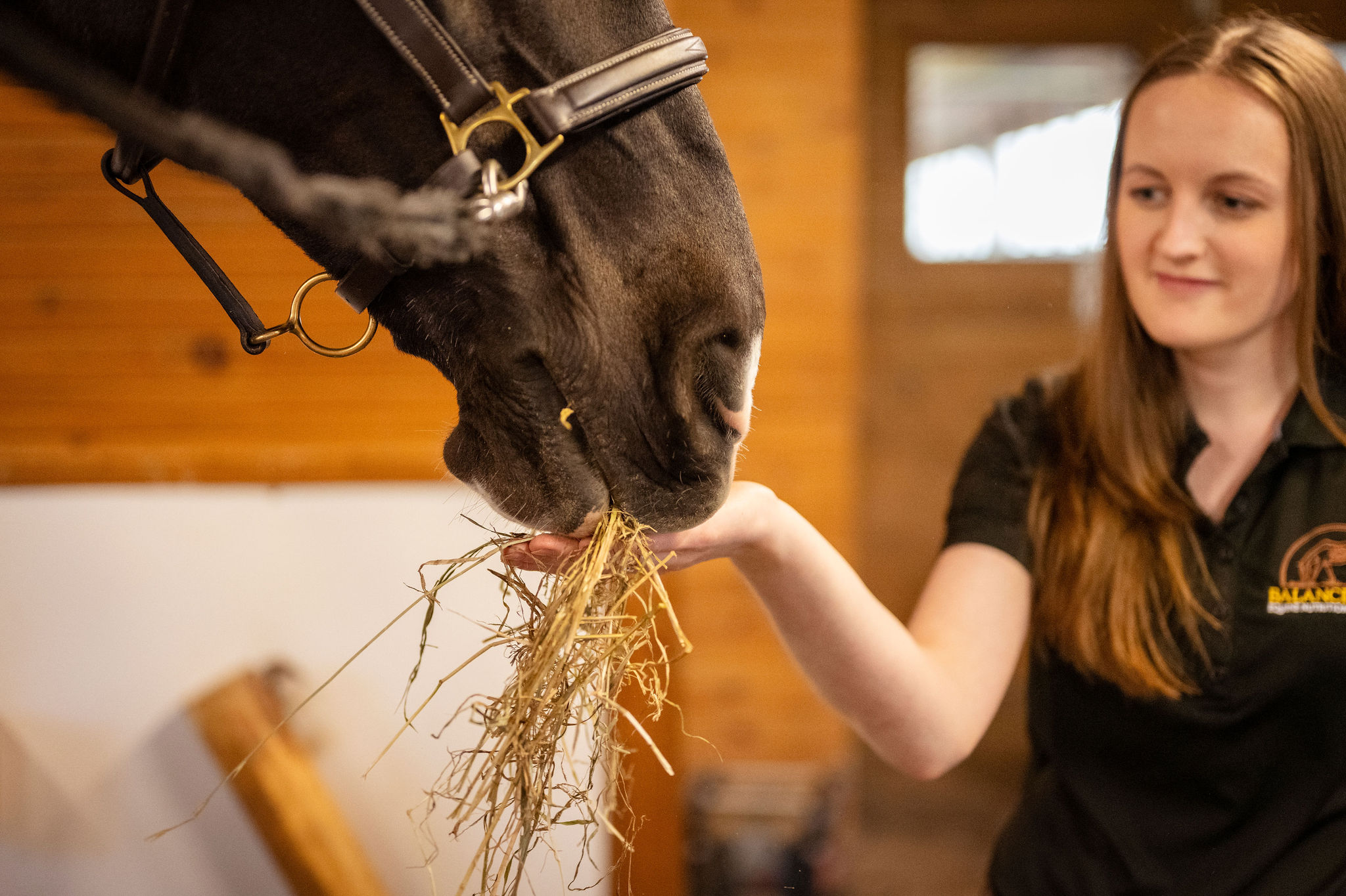 horse eating hay