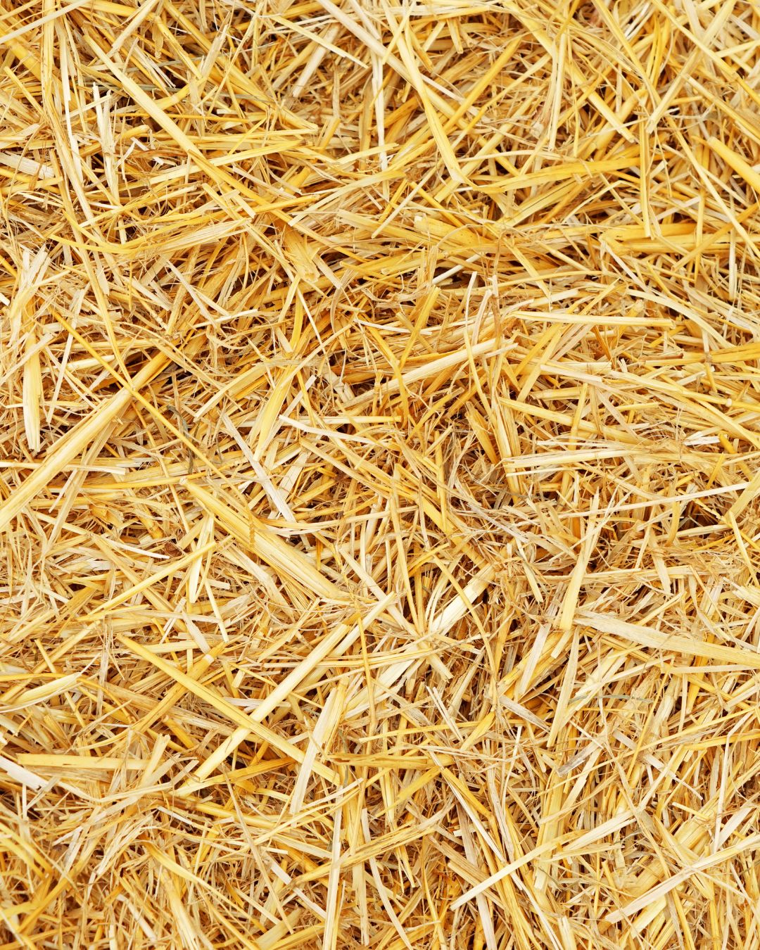straw for easy keepers