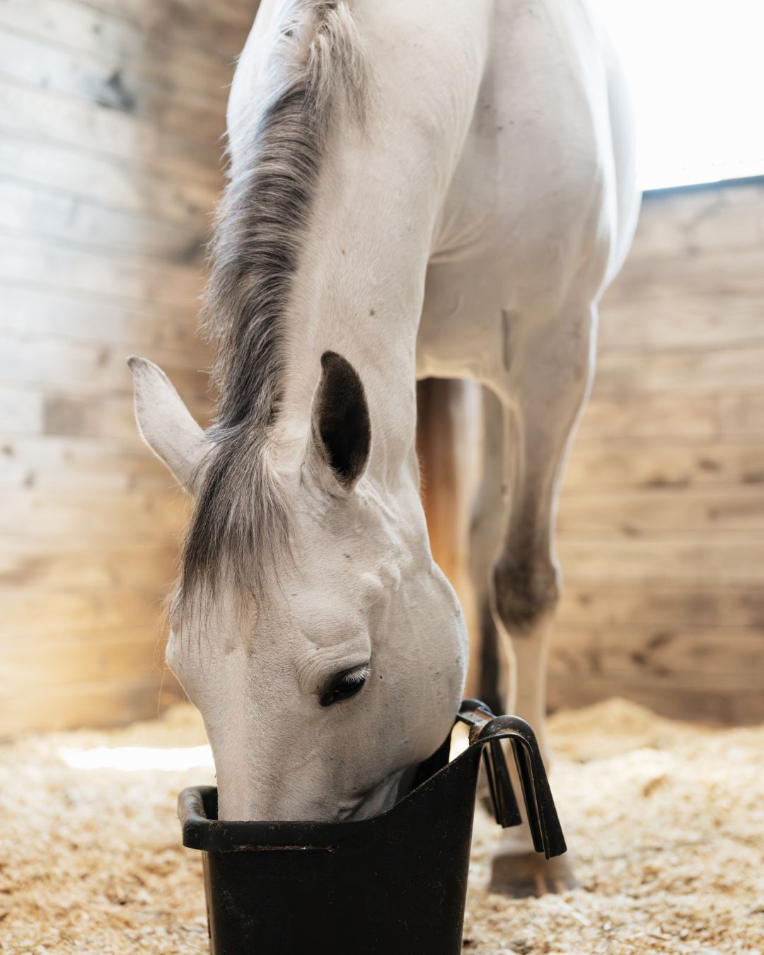 vitamin e supplements for horses
