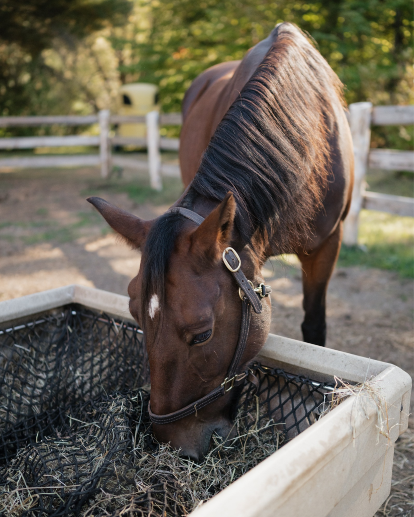 horse eating hay with slow feeder